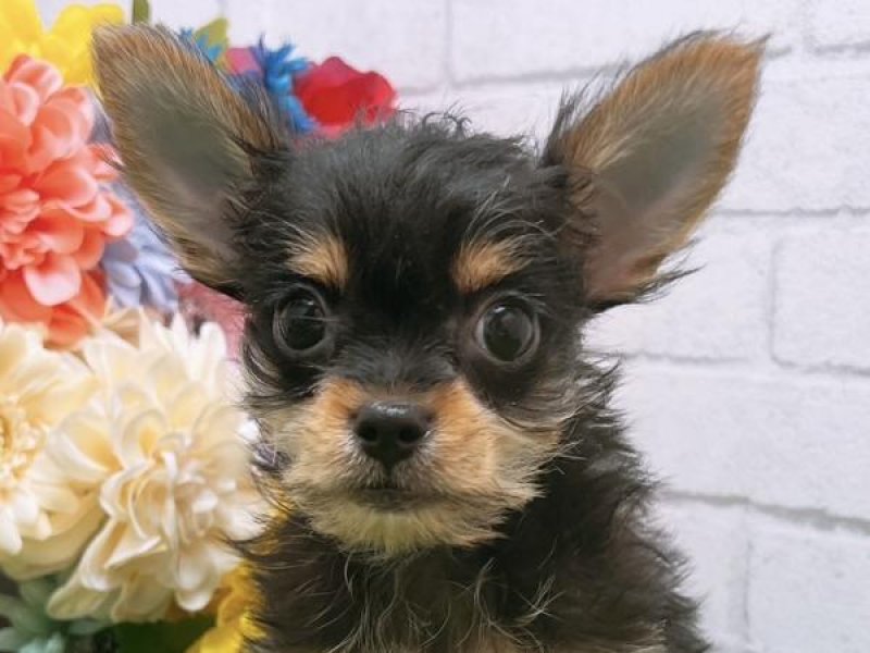 沖縄県のハーフ犬 (ワンラブカインズ糸満店/2023年9月17日生まれ/男の子/ブラックタン)の子犬
