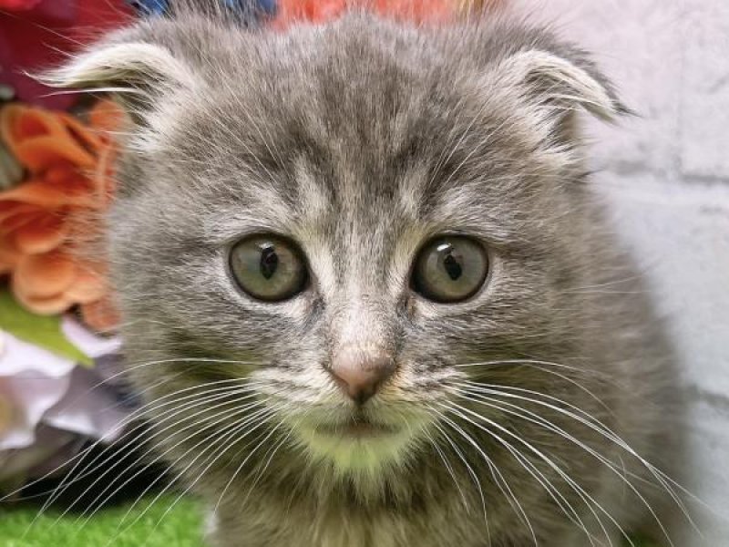 岐阜県のスコティッシュフォールド (ワンラブペッツビレッジ アピタ北方店/2023年11月13日生まれ/女の子/ブルータビー)の子猫