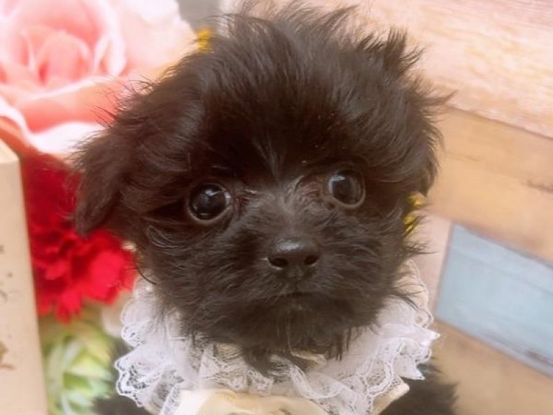 沖縄県のハーフ犬 (ワンラブカインズ糸満店/2023年12月23日生まれ/男の子/ブラック)の子犬