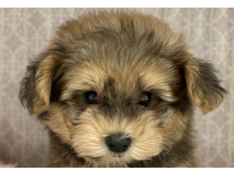 福岡県のハーフ犬 (ワンラブペットワイド若松店/2024年1月2日生まれ/男の子/ウルフセーブル)の子犬