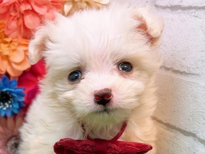 滋賀県のハーフ犬 (ワンラブコ メ リパワー ペットアミ水口店/2024年1月20日生まれ/男の子/クリーム)の子犬