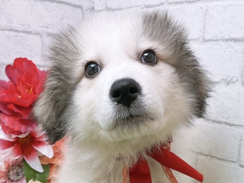沖縄県のグレートピレニーズ (ワンラブMEGAドン・キホーテ宜野湾店/2024年1月20日生まれ/男の子/ホワイトグレーマーキング)の子犬