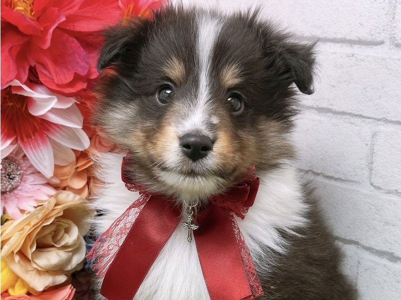 新潟県のシェットランドシープドッグ (ワンラブフレスポ赤道店/2024年2月2日生まれ/男の子/ブラックホワイトタン)の子犬