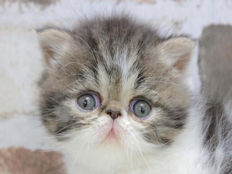 北海道のエキゾチック (ワンラブイオン 石狩緑苑台店/2024年2月14日生まれ/男の子/ブラウンタビーホワイト)の子猫