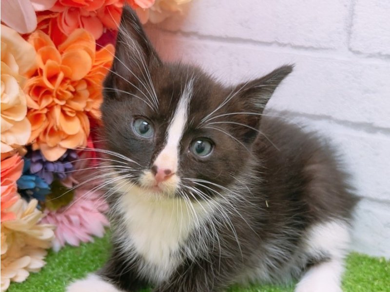 沖縄県のハーフ猫 (ワンラブカインズ糸満店/2024年2月9日生まれ/男の子/ブラックホワイト)の子猫
