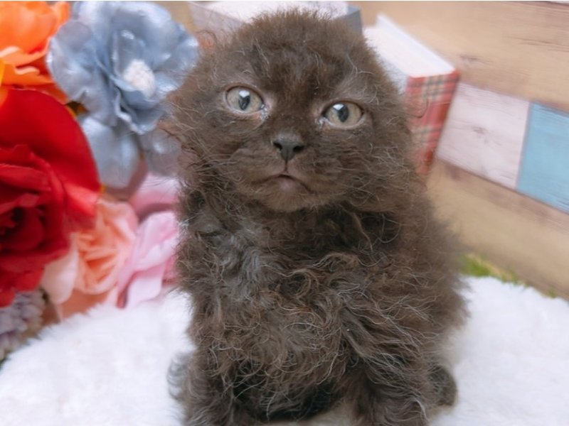 大阪府のハーフ猫 (ワンラブドン・キホーテ茨木店/2024年2月19日生まれ/女の子/ブラック)の子猫