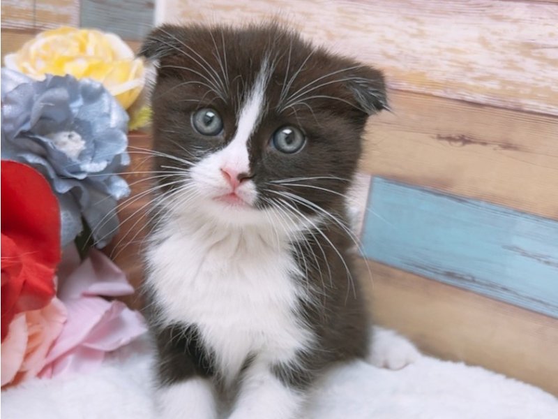 新潟県のスコティッシュフォールド (ワンラブフレスポ赤道店/2024年2月19日生まれ/男の子/ブラックホワイト)の子猫