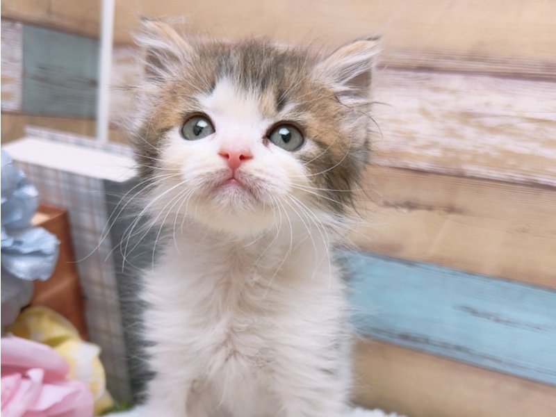 2024年2月15日生まれのハーフ猫の1枚目の写真