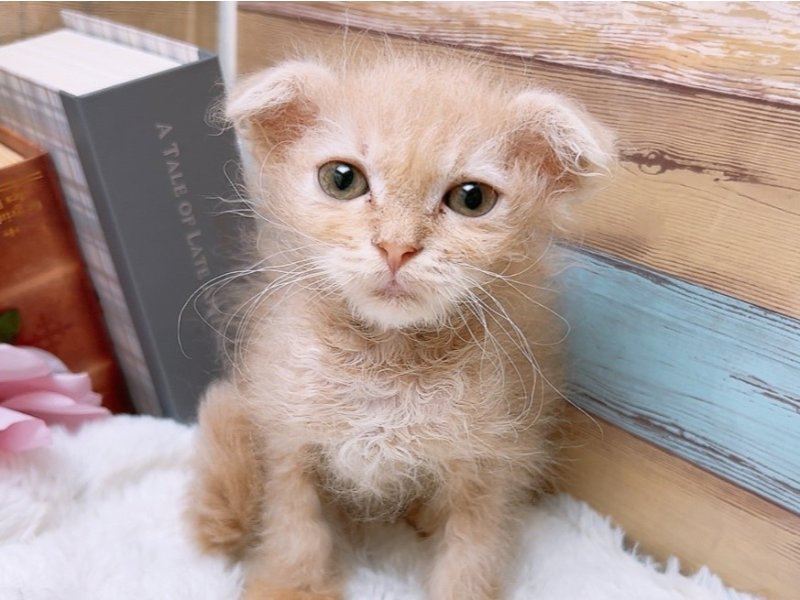 滋賀県のハーフ猫 (ワンラブコ メ リパワー ペットアミ水口店/2024年2月26日生まれ/男の子/クリーム)の子猫
