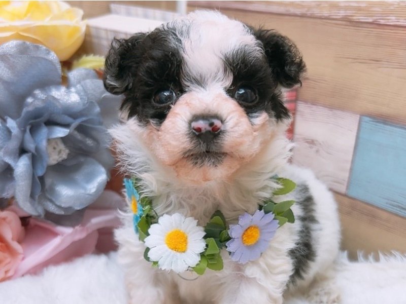 2024年2月24日生まれのハーフ犬の1枚目の写真