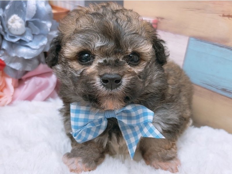 滋賀県のハーフ犬 (ワンラブコ メ リパワー ペットアミ水口店/2024年2月24日生まれ/男の子/ブリンドル)の子犬