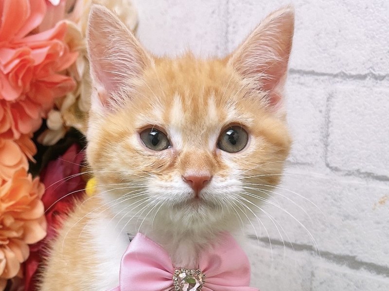 新潟県のマンチカン (ワンラブフレスポ赤道店/2024年2月14日生まれ/女の子/レッドタビーホワイト)の子猫