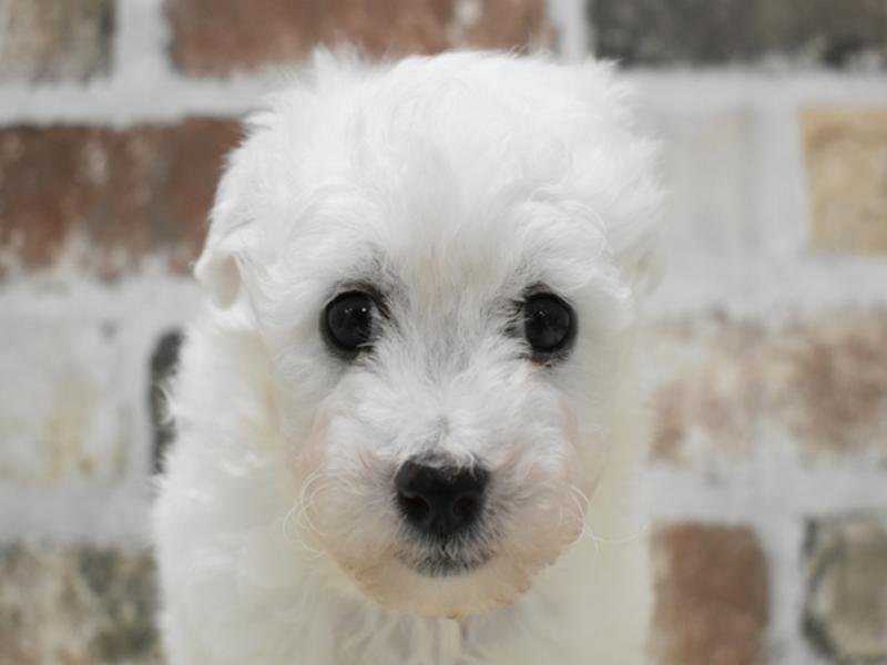 和歌山県のビションフリーゼ (ワンラブイズミヤ和歌山店/2024年2月24日生まれ/男の子/ホワイト)の子犬