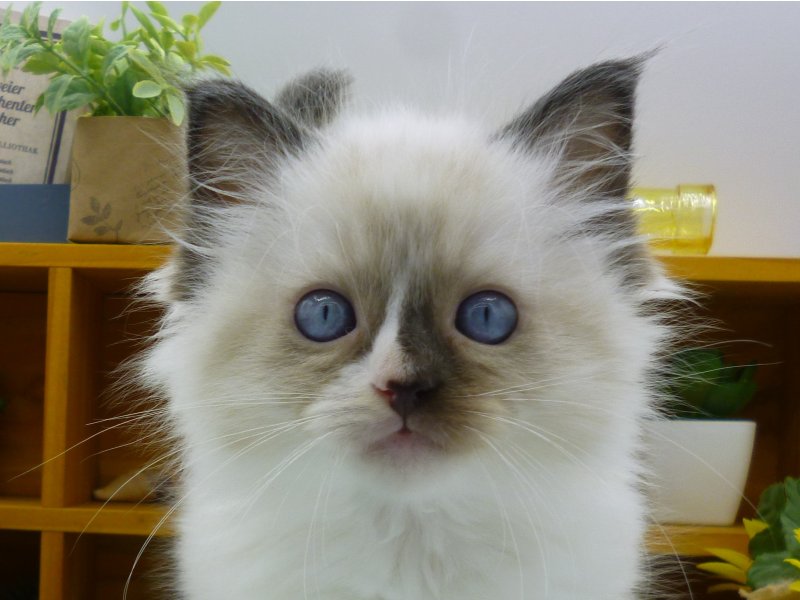 静岡県のラグドール (ワンラブカインズ清水店/2024年2月23日生まれ/男の子/シールポイントバイカラー)の子猫