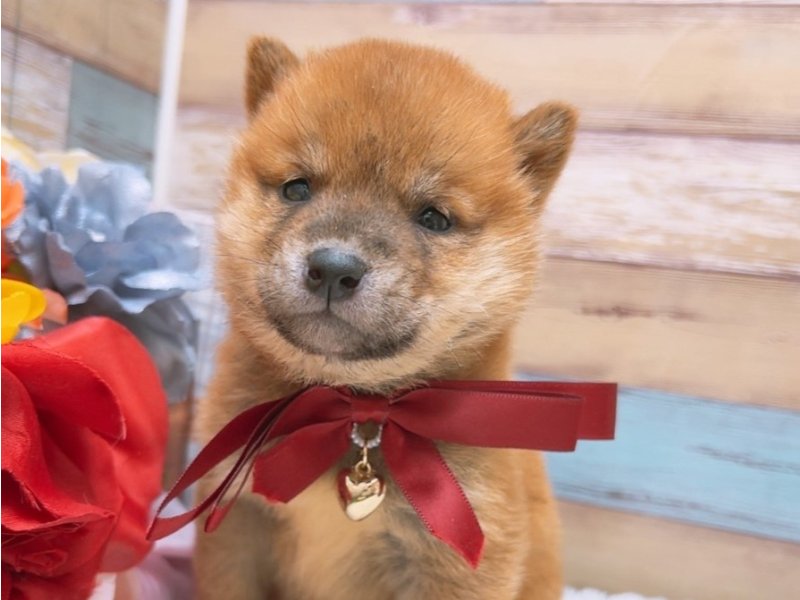 2024年3月2日生まれの柴犬(標準サイズ)の1枚目の写真