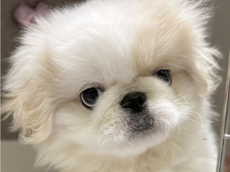 福岡県のペキニーズ (ワンラブペットワイド若松店/2024年3月1日生まれ/男の子/ホワイト)の子犬