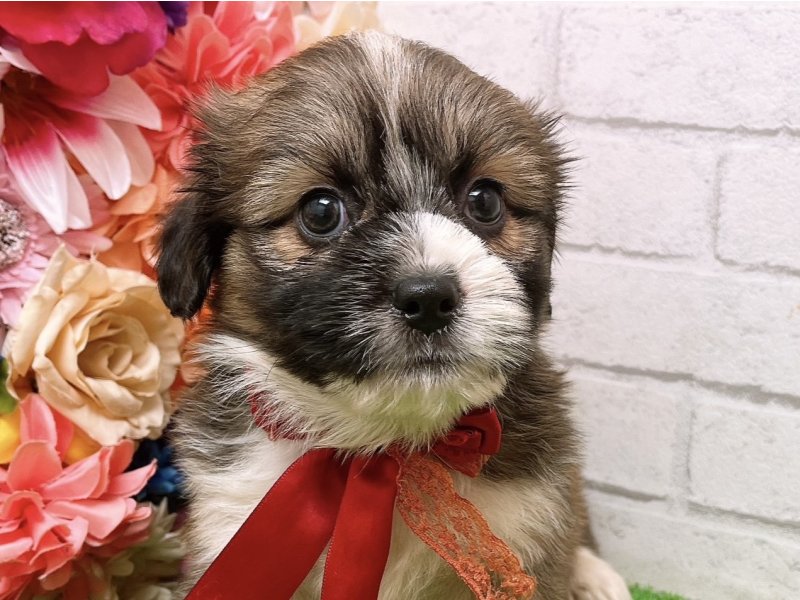 大阪府のハーフ犬 (ワンラブカインズ太子店/2024年3月9日生まれ/男の子/レッドホワイト)の子犬