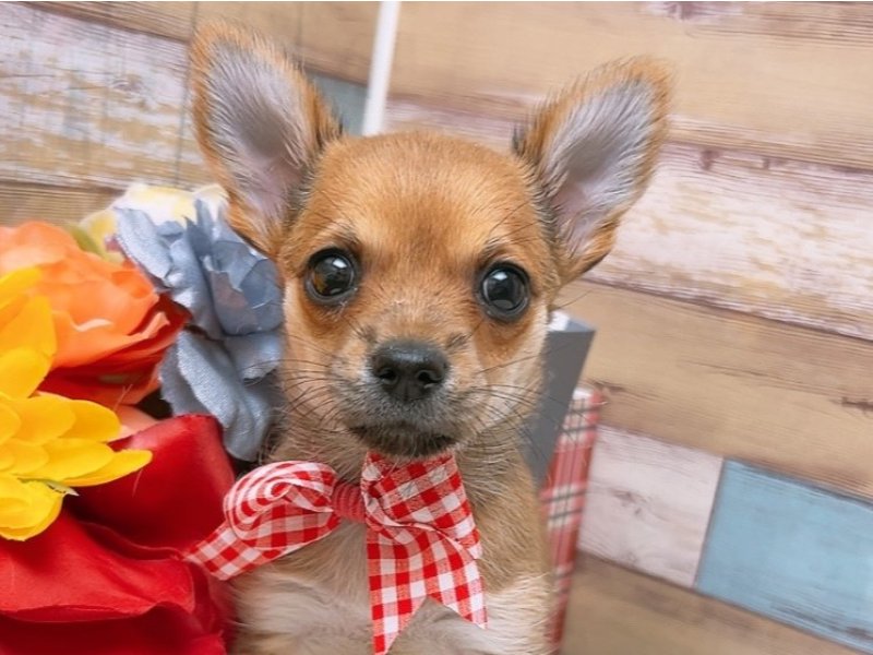 沖縄県のハーフ犬 (ワンラブMEGAドン・キホーテ宜野湾店/2024年3月2日生まれ/女の子/レッドホワイト)の子犬
