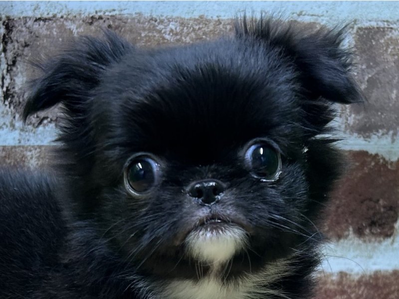 福島県のハーフ犬 (ワンラブカインズ白河モール店/2024年3月10日生まれ/男の子/ブラックタンホワイト)の子犬