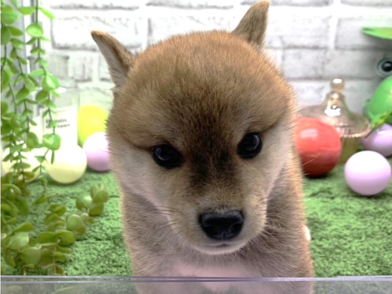 福岡県の柴犬(標準サイズ) (ワンラブﾎｰﾑﾜｲﾄﾞ ﾍﾟｯﾄ＆ｸﾞﾘｰﾝ和白店/2024年3月17日生まれ/男の子/赤)の子犬