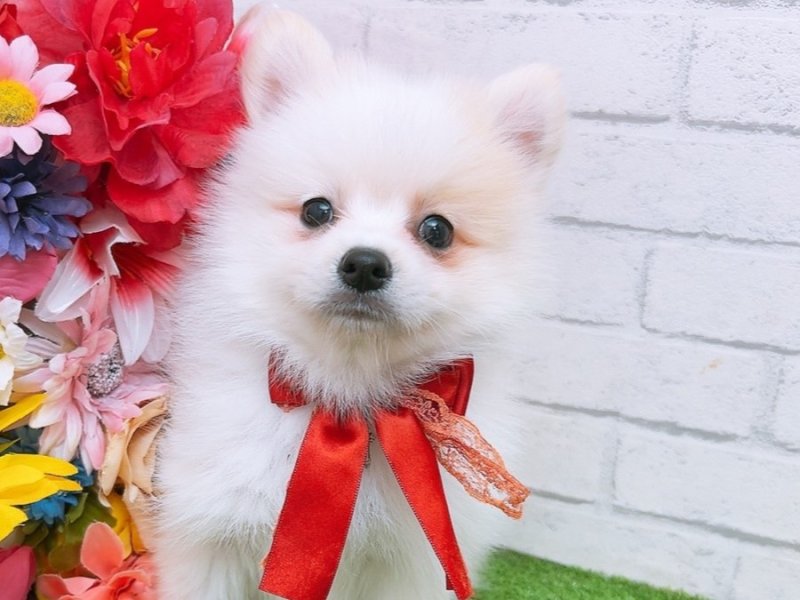愛知県のハーフ犬 (ワンラブカインズ豊田四郷店/2024年3月20日生まれ/男の子/クリームホワイト)の子犬