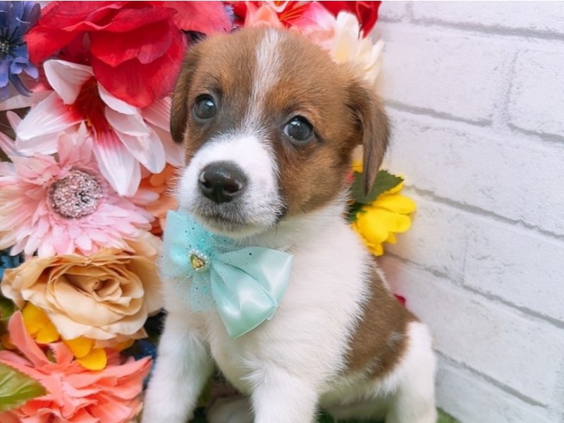 岐阜県のハーフ犬 (ワンラブホームセンターバロー北方店/2024年3月26日生まれ/男の子/ホワイトタン)の子犬