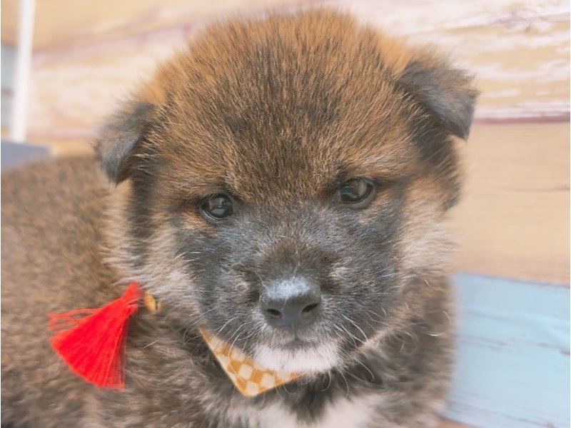 沖縄県の柴犬(標準サイズ) (ワンラブカインズ糸満店(FC)/2024年11月15日生まれ/男の子/赤)の子犬