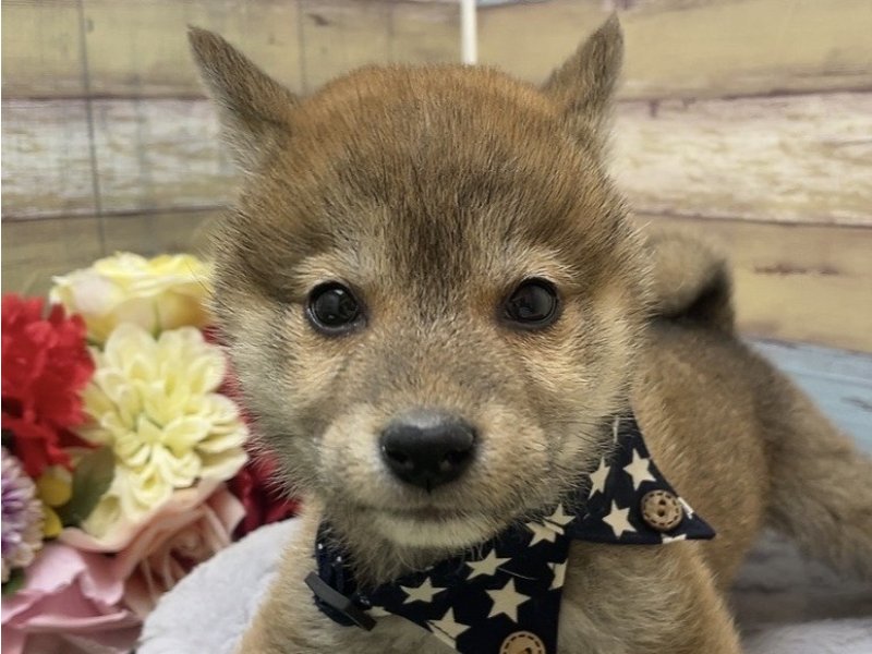 愛知県の柴犬(標準サイズ) (ワンラブカインズ豊田四郷店(FC)/2025年2月1日生まれ/男の子/赤)の子犬