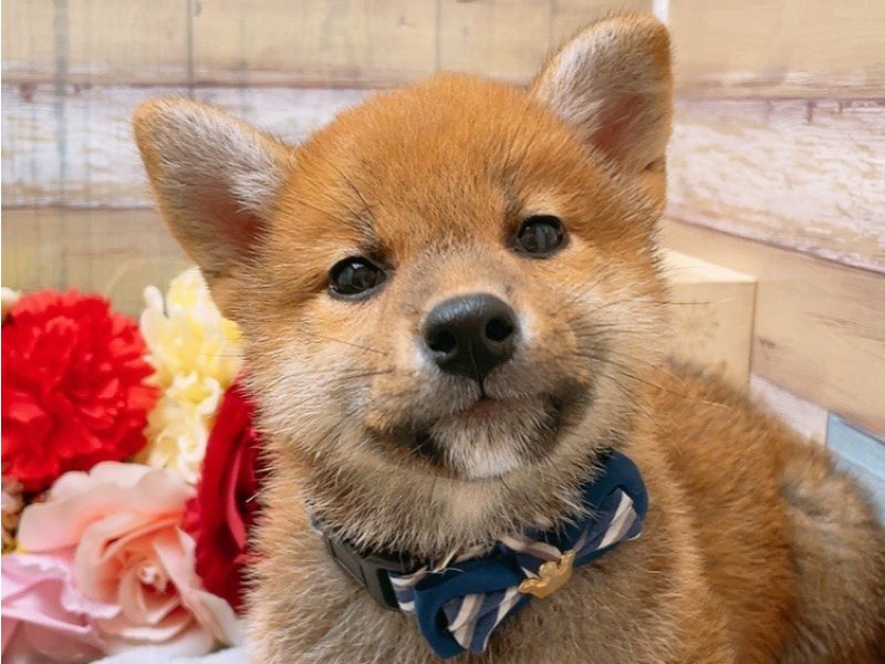 岐阜県の柴犬(標準サイズ) (ワンラブペッツビレッジ アピタ北方店(FC)/2025年2月22日生まれ/男の子/赤)の子犬