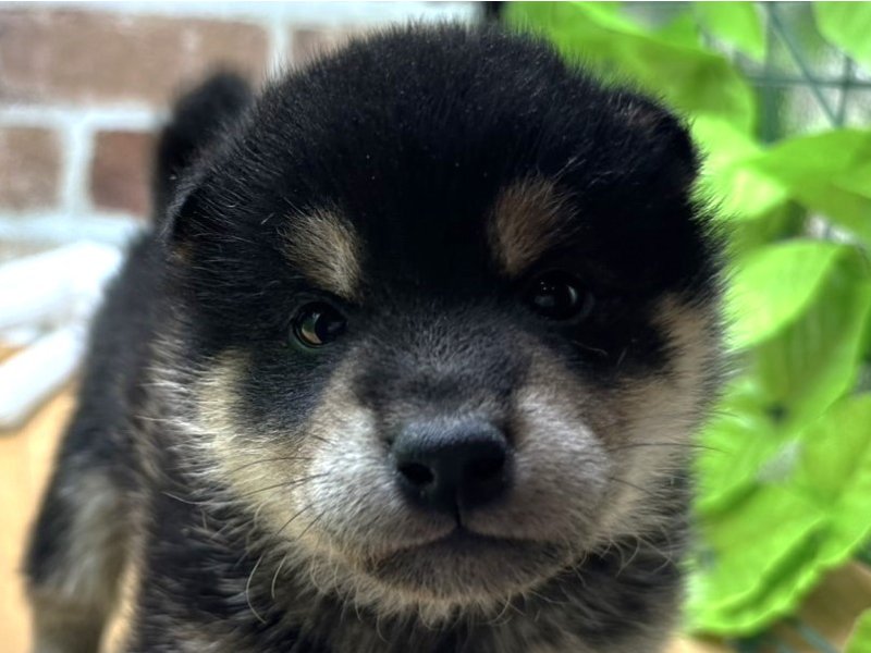 福島県の柴犬(標準サイズ) (ワンラブカインズ白河モール店(FC)/2025年3月1日生まれ/男の子/黒)の子犬