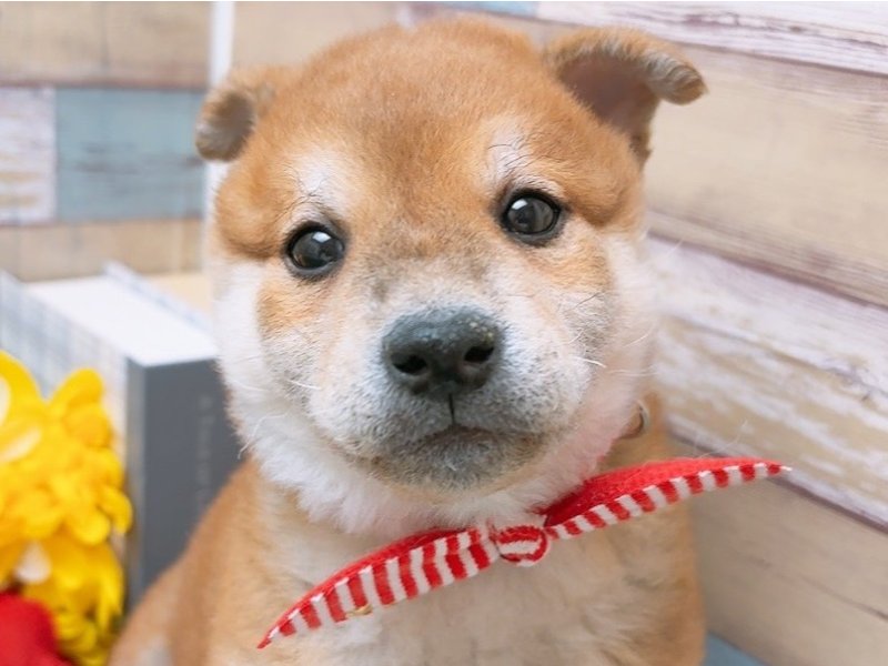 沖縄県の柴犬(標準サイズ) (ワンラブカインズあがり浜店(FC)/2025年2月22日生まれ/男の子/赤)の子犬