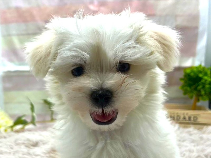 静岡県のマルチーズ (ワンラブカインズ掛川店(FC)/2025年3月7日生まれ/男の子/ホワイト)の子犬