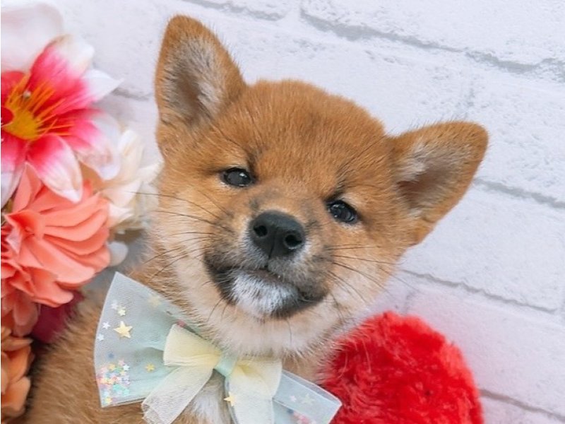 新潟県の柴犬(標準サイズ) (ワンラブフレスポ赤道店(FC)/2025年3月8日生まれ/男の子/赤)の子犬