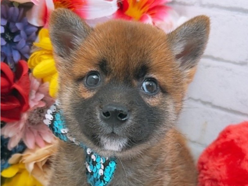 沖縄県の柴犬(標準サイズ) (ワンラブカインズあがり浜店(FC)/2025年3月14日生まれ/男の子/赤)の子犬