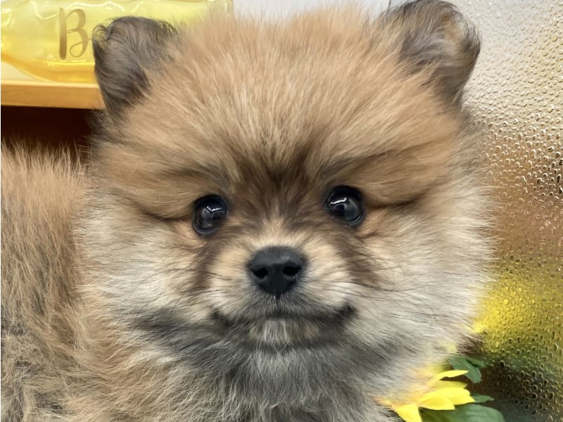 静岡県のポメラニアン (ワンラブカインズ清水店(FC)/2025年3月12日生まれ/男の子/オレンジ)の子犬