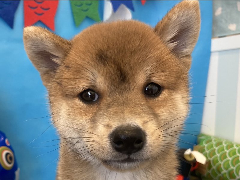 福岡県の豆柴 (ワンラブペットワイド若松店(FC)/2025年3月18日生まれ/男の子/赤)の子犬