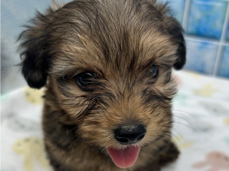 福岡県のハーフ犬・ミックス犬 (ワンラブﾎｰﾑﾜｲﾄﾞ ﾍﾟｯﾄ＆ｸﾞﾘｰﾝ和白店(FC)/2025年3月16日生まれ/男の子/シェーデットレッド)の子犬