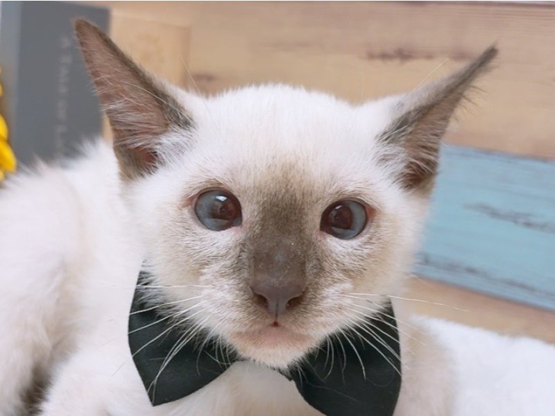 大阪府のシャム (ワンラブカインズ太子店(FC)/2025年3月21日生まれ/男の子/シールポイント)の子猫