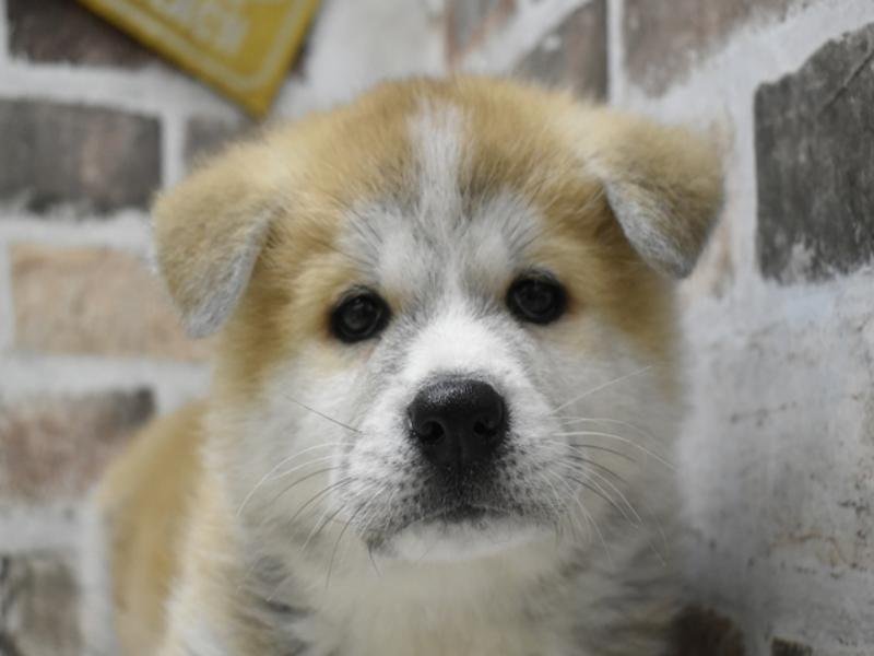 愛知県の秋田犬 (ワンラブ名古屋守山インター総本店/2025年3月31日生まれ/男の子/赤)の子犬