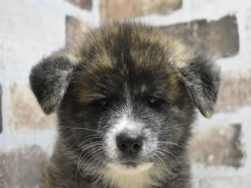 愛知県の秋田犬 (ワンラブ名古屋守山インター総本店/2025年3月31日生まれ/女の子/虎)の子犬
