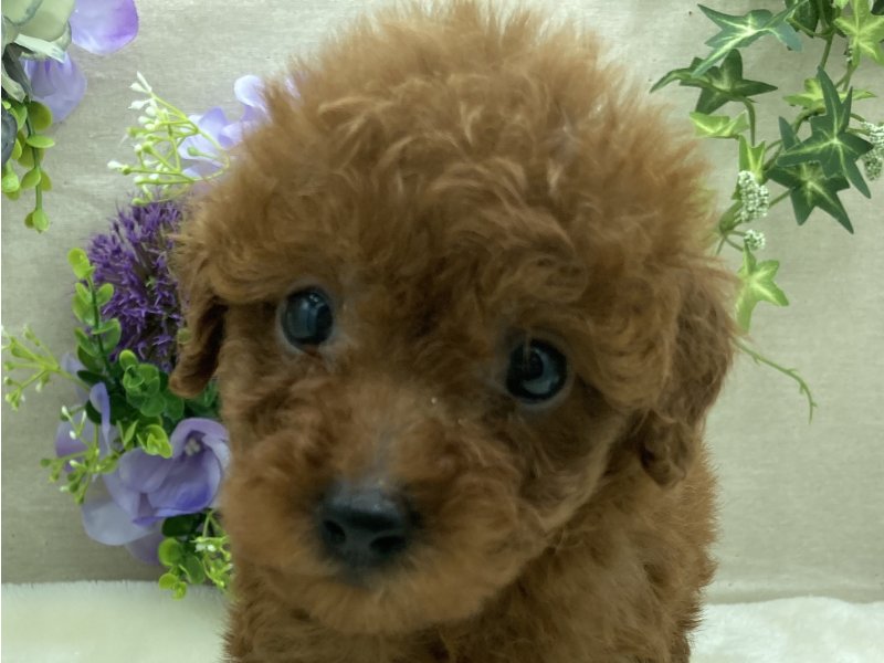 埼玉県のトイプードル(トイ) (ワンラブカインズ北本店(FC)/2025年4月5日生まれ/男の子/レッド)の子犬