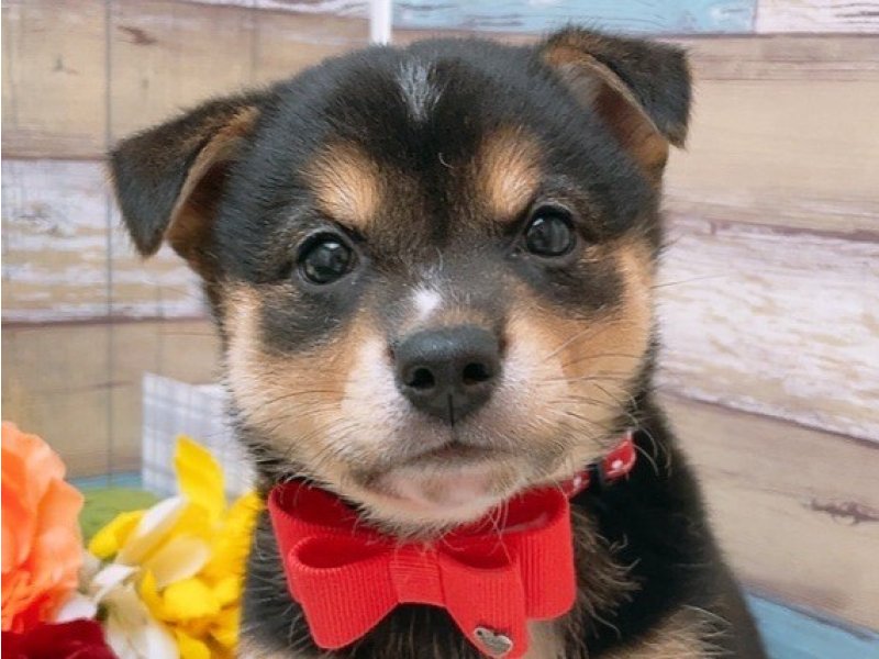 滋賀県の柴犬(標準サイズ) (ワンラブコ メ リパワー ペットアミ水口店(FC)/2025年4月5日生まれ/女の子/黒)の子犬