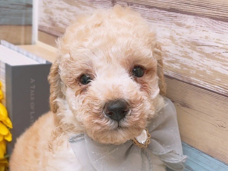 大阪府のトイプードル(トイ) (ワンラブカインズ太子店(FC)/2025年4月5日生まれ/男の子/クリーム)の子犬