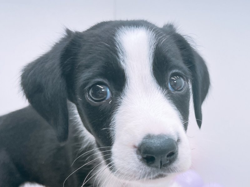 愛知県のハーフ犬・ミックス犬 (ワンラブペッツビレッジ アピタ木曽川店(FC)/2025年4月12日生まれ/男の子/ブラックホワイト)の子犬の1枚目の画像