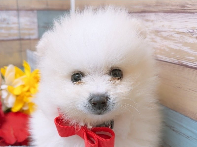 大阪府のポメラニアン (ワンラブカインズ太子店(FC)/2025年4月11日生まれ/男の子/ホワイト)の子犬