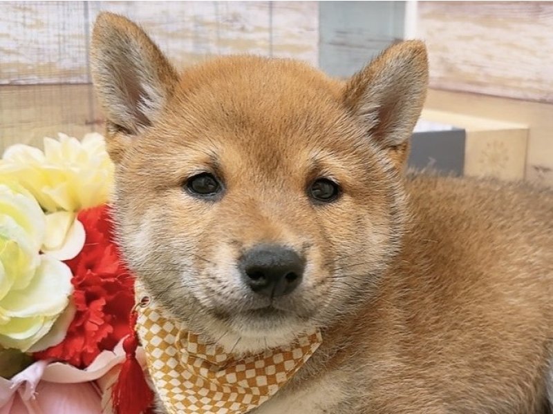 岐阜県の柴犬(標準サイズ) (ワンラブホームセンターバロー北方店(FC)/2025年4月12日生まれ/女の子/赤)の子犬