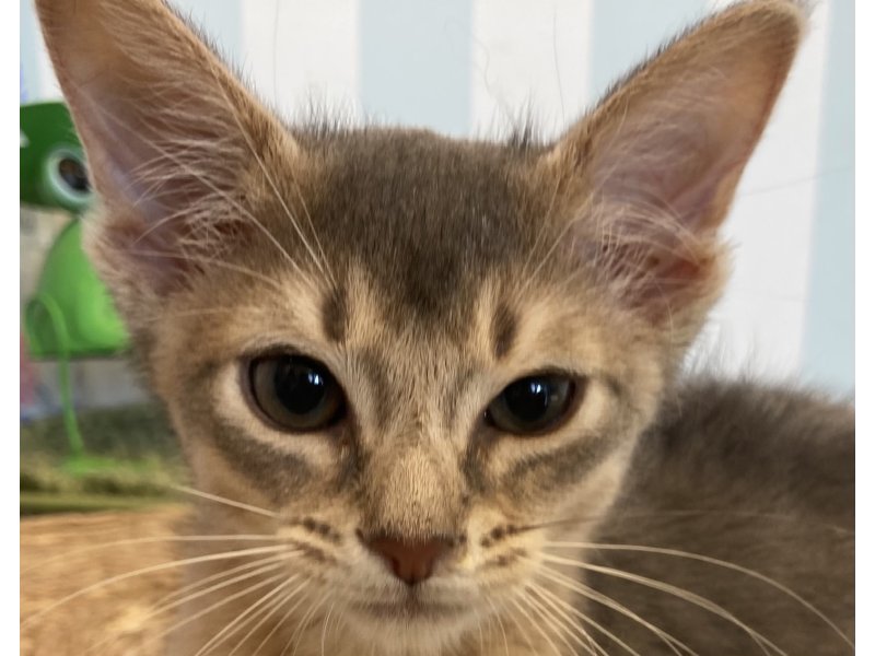 福岡県のソマリ (ワンラブペットワイド若松店(FC)/2025年4月7日生まれ/男の子/ブルー)の子猫の1枚目の画像