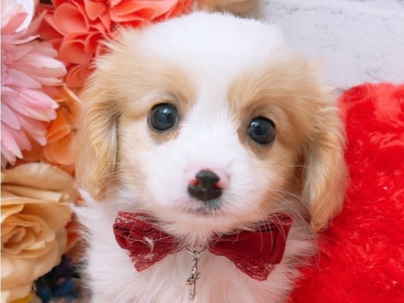 愛知県のハーフ犬・ミックス犬 (ワンラブカインズ豊田四郷店(FC)/2025年4月28日生まれ/女の子/フォーンホワイト)の子犬の1枚目の画像