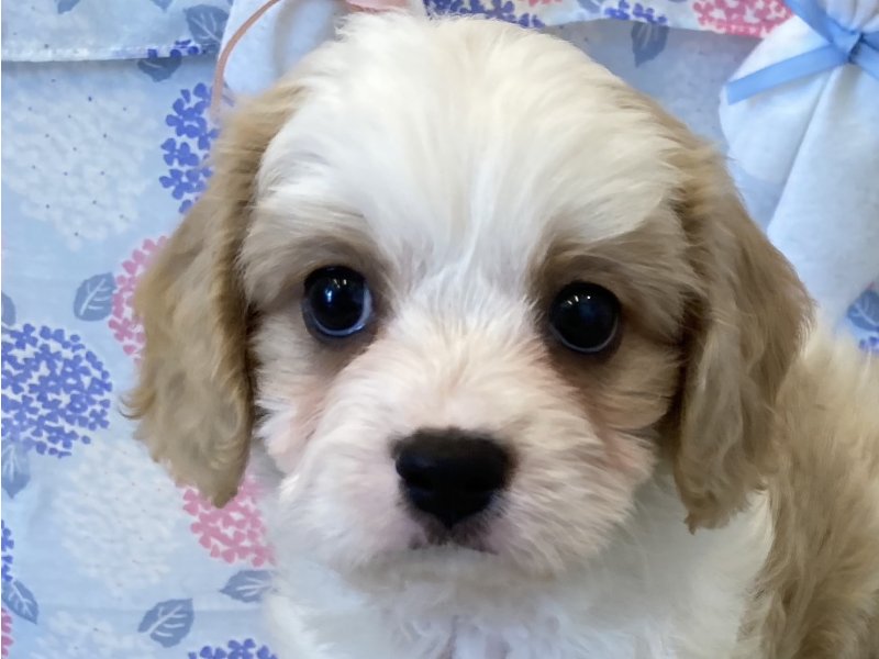 福岡県のハーフ犬・ミックス犬 (ワンラブペットワイド若松店(FC)/2025年4月26日生まれ/男の子/ブレンハイム)の子犬の1枚目の画像