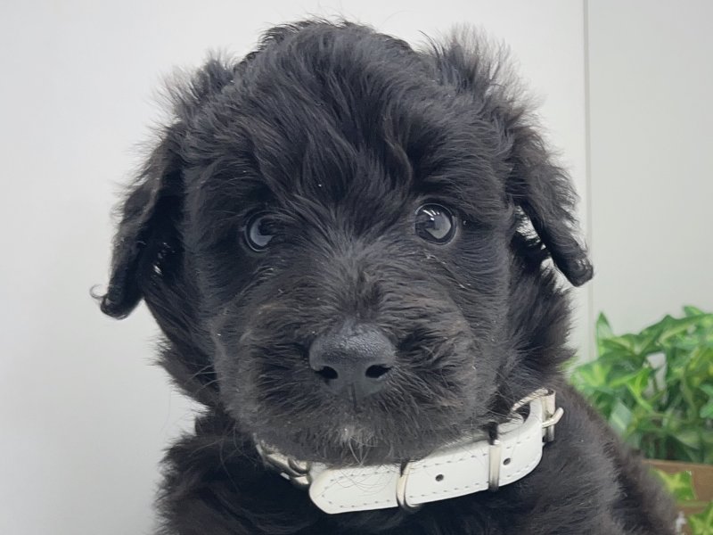 愛知県のハーフ犬・ミックス犬 (ワンラブカインズ小牧店(FC)/2025年5月3日生まれ/男の子/ブラック)の子犬の1枚目の画像